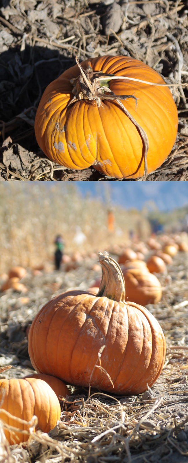 snapshot of pumpkin in patch; photo of pumpkin taken so you can see the row of pumpkins behind it as well