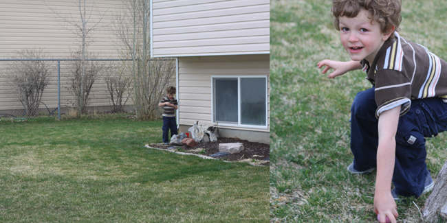 A little boy across the yard looking for eggs; closeup of boy finding Easter egg