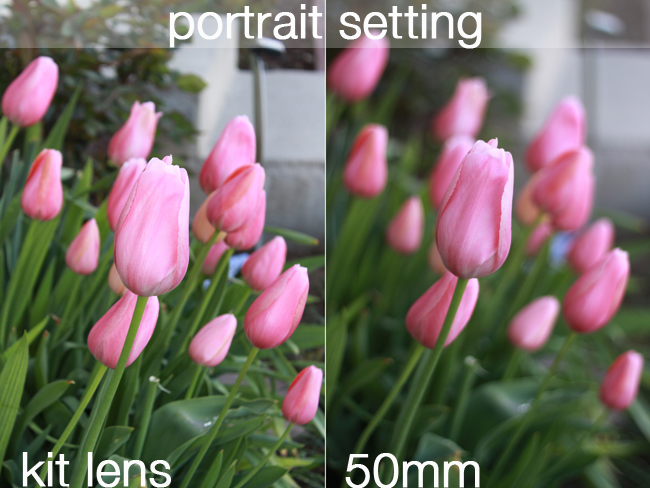 A photo of pink flowers taken on portrait setting taken with kit lens, then taken with 50mm lens which makes the background blurry