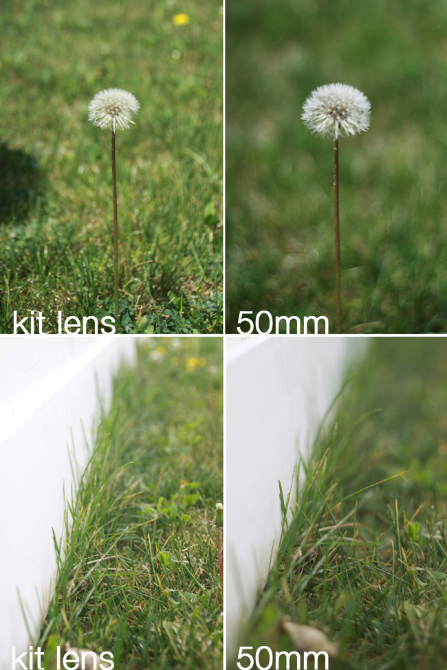 A close up of some grass taken with kit lens, and then taken with 50 mm lens which makes background blurry