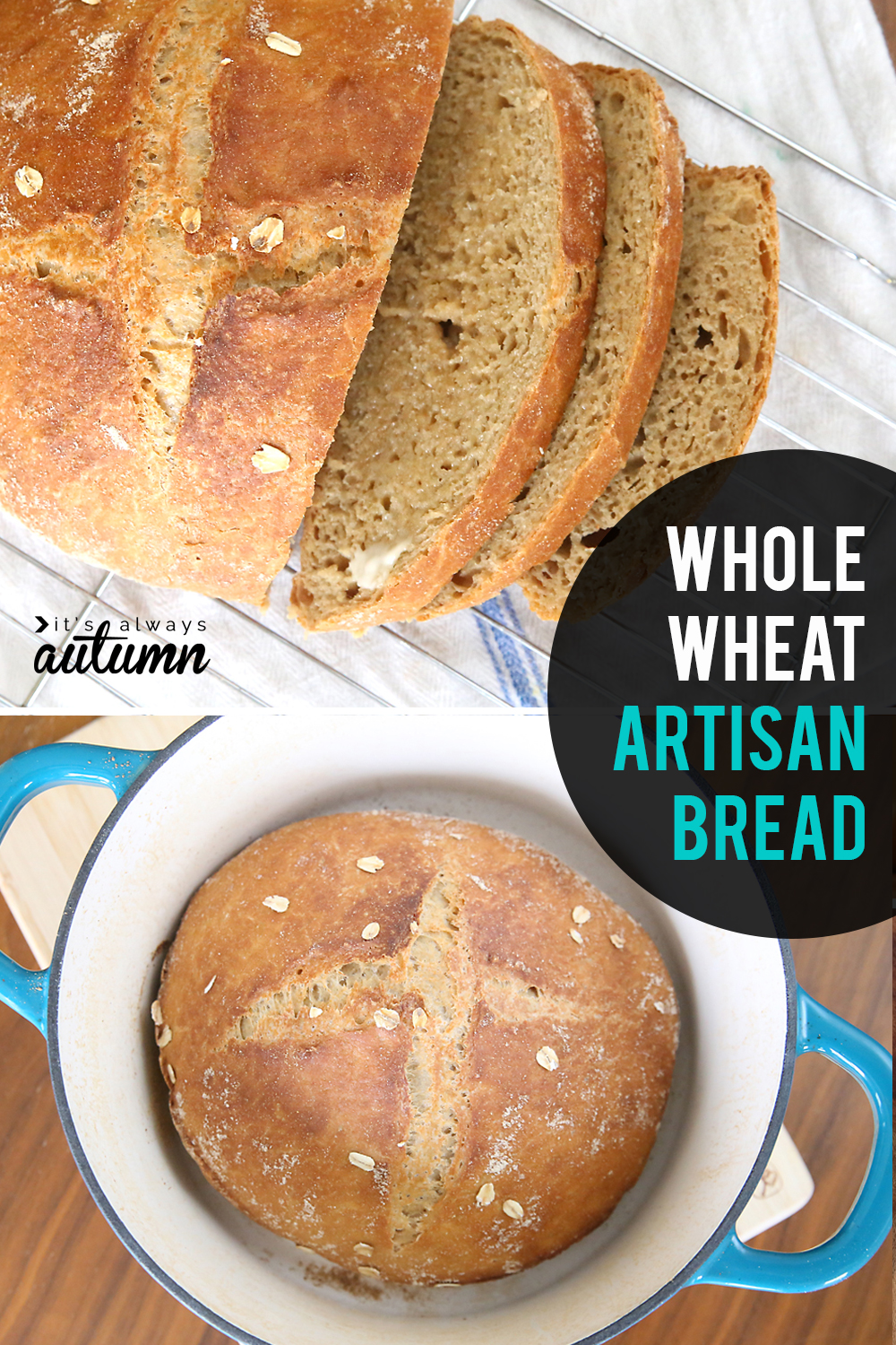 This whole wheat artisan bread only takes five ingredients! Plus it's super easy to make and doesn't even require kneading.