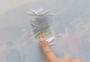 Finger rubbing wet paper fibers off gently to show picture through