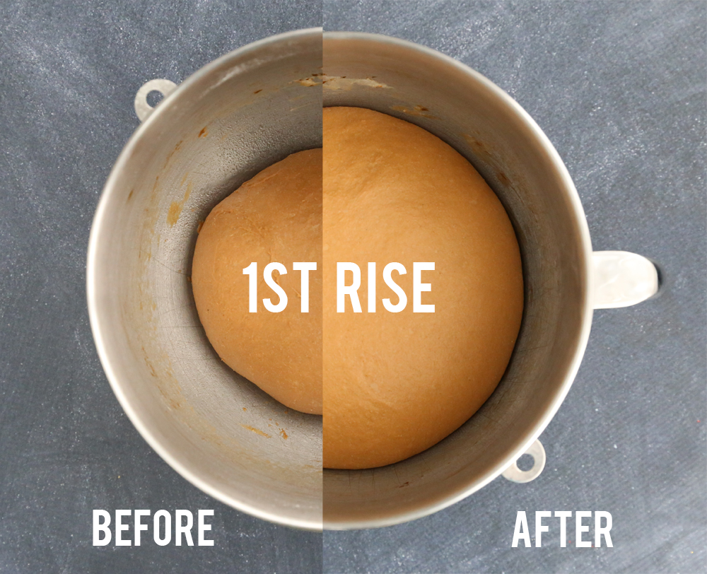 Brown bread dough in a mixer bowl before and after rising