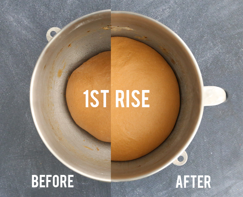Brown bread dough in a mixer bowl before and after rising