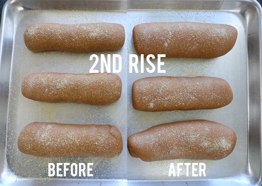 Brown bread dough shaped into loaves before and after the second rise