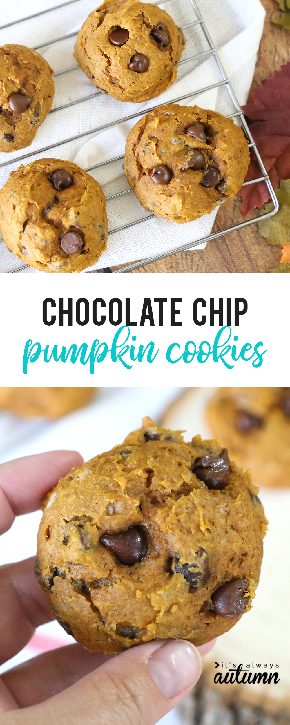 Pumpkin chocolate chip cookies