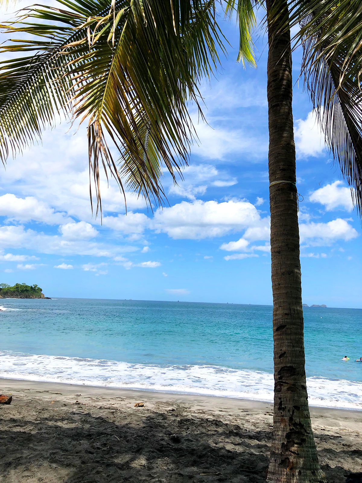 A beach with a palm tree