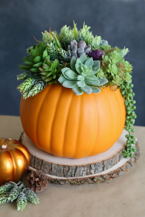 DIY pumpkin succulent planter