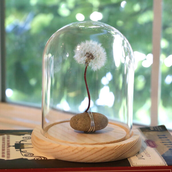 Dandelion preserved in a glass dome.