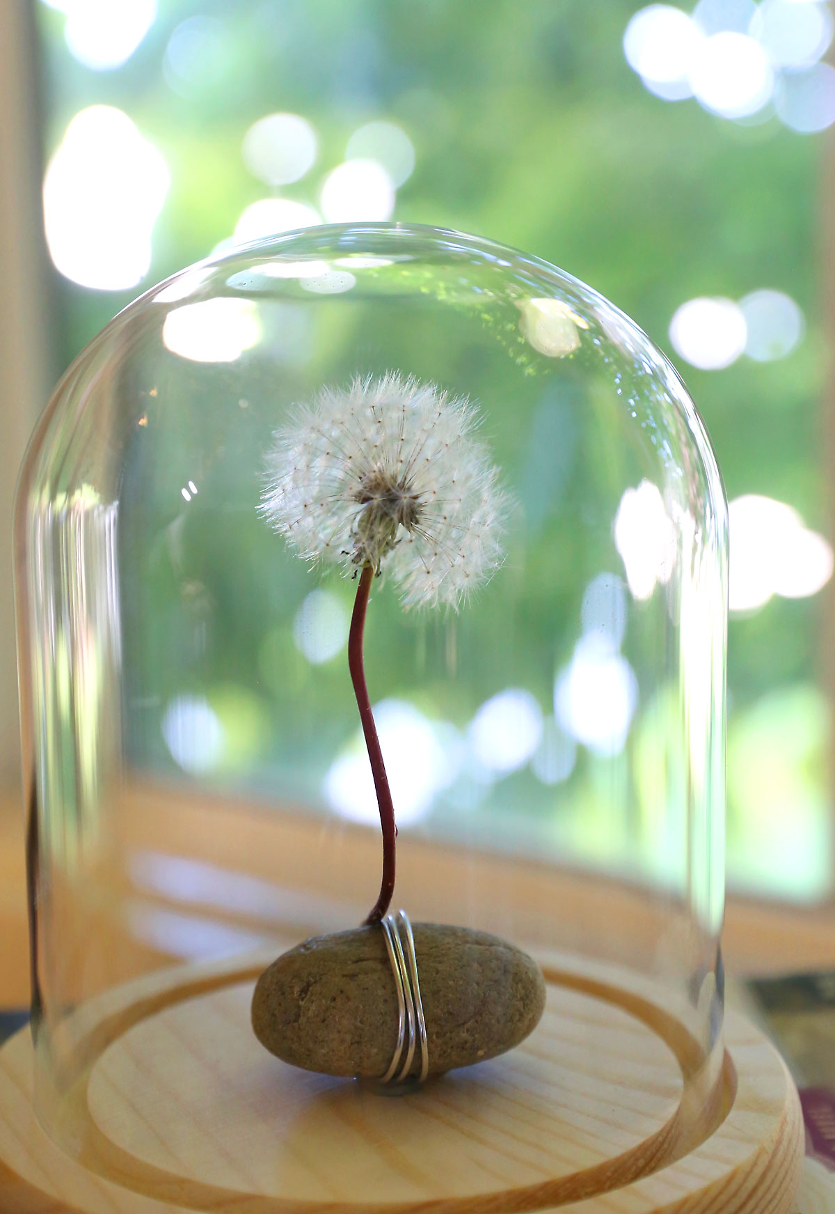 Dandelion puff in a jar.