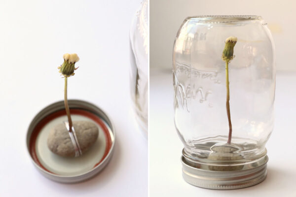 Dandelion is now secured to the lid of the jar; jar placed on top.