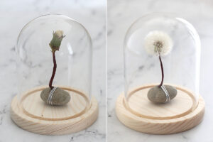 Closed dandelion and opened dandelion (the next day).
