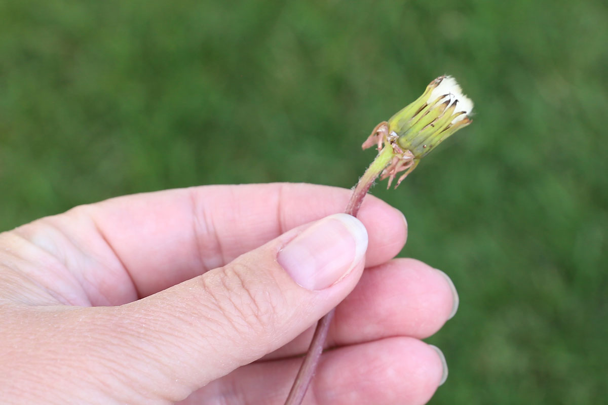 Hand holding a dandelion that is closed but white at the end.