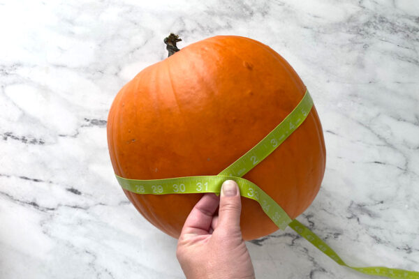 Measuring the circumference of the pumpkin.